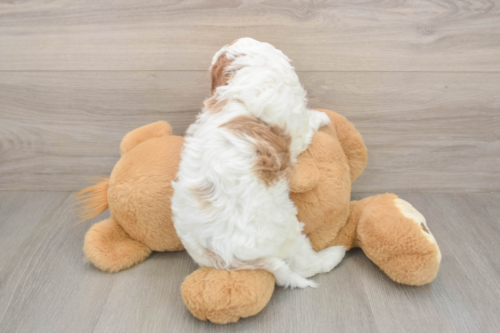 Cavapoo Pup Being Cute