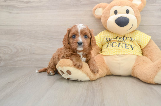 EVERETT, a Cavapoo littermate
