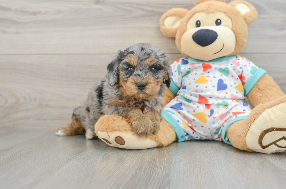 6 week old Cavapoo Puppy For Sale - Fairfield Furbabies