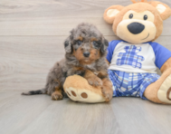 8 week old Cavapoo Puppy For Sale - Fairfield Furbabies