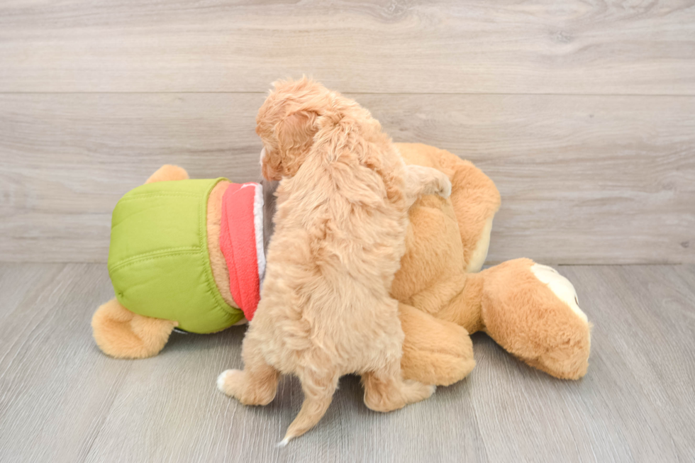 Popular Cavapoo Poodle Mix Pup