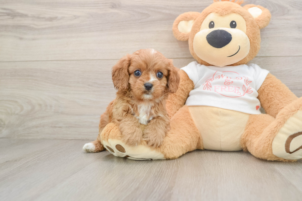 Cavapoo Pup Being Cute