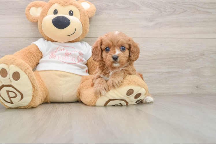 Playful Cavapoodle Poodle Mix Puppy