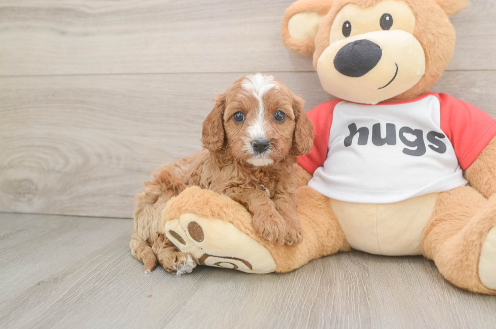 7 week old Cavapoo Puppy For Sale - Fairfield Furbabies