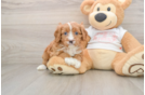 Playful Cavapoodle Poodle Mix Puppy
