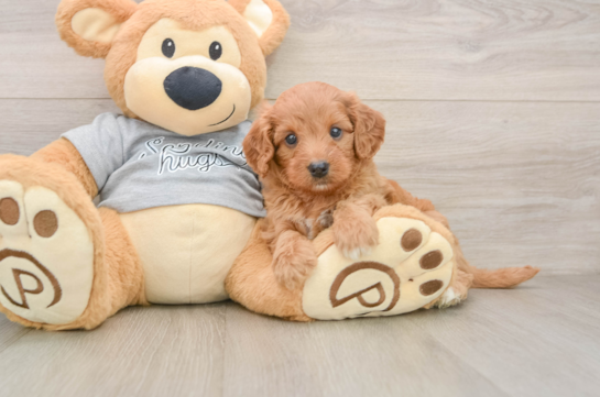 FERGIE, a Cavapoo littermate