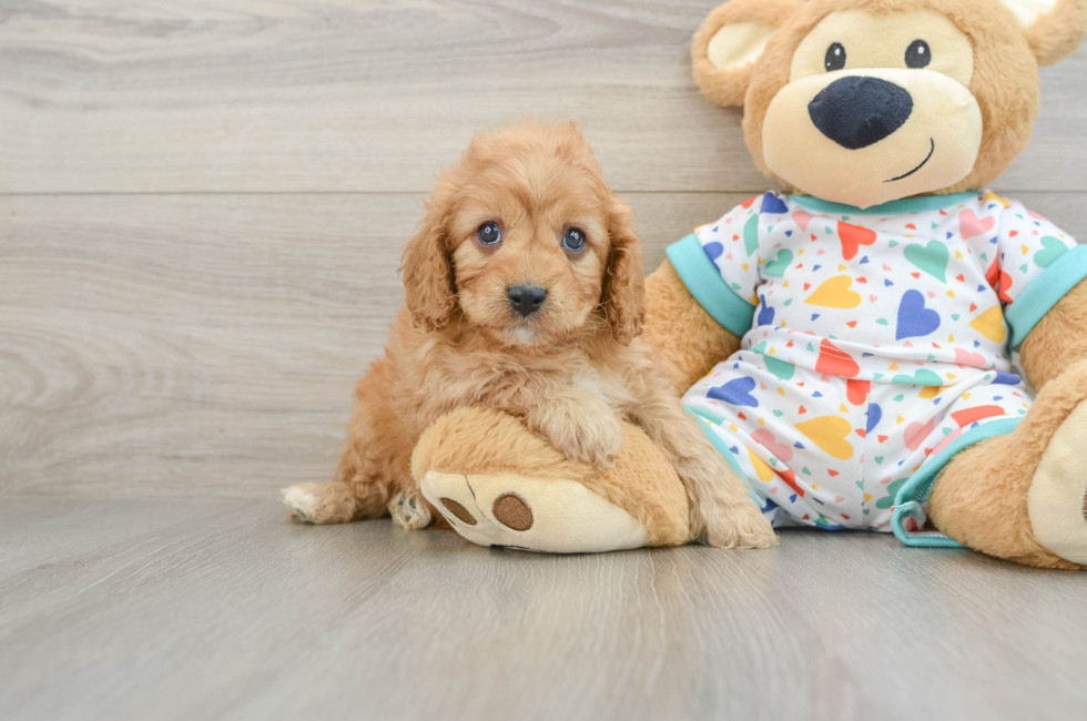 7 week old Cavapoo Puppy For Sale - Fairfield Furbabies