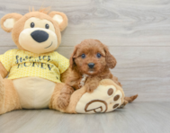 8 week old Cavapoo Puppy For Sale - Fairfield Furbabies
