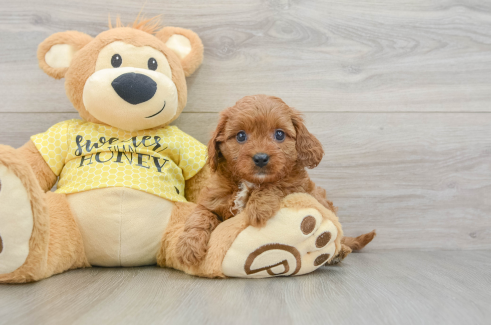 8 week old Cavapoo Puppy For Sale - Fairfield Furbabies