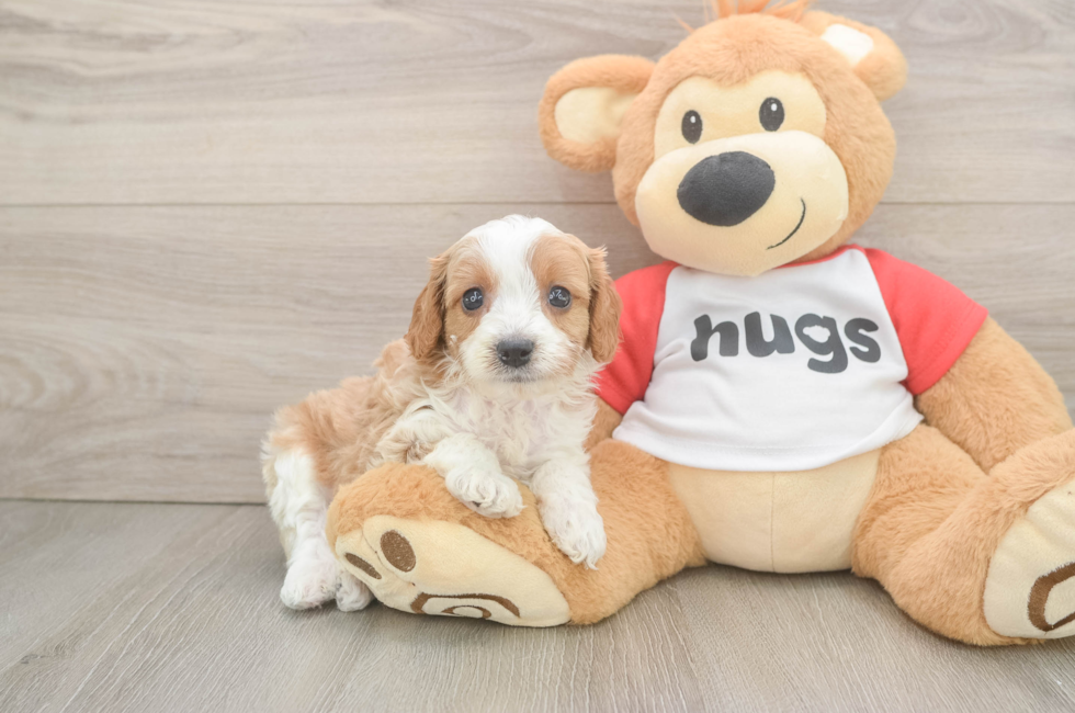 7 week old Cavapoo Puppy For Sale - Fairfield Furbabies