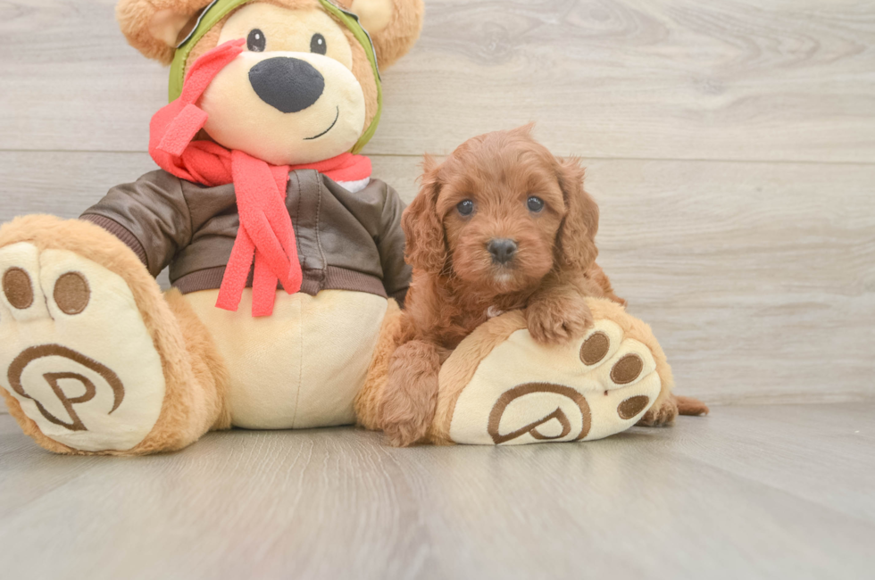 6 week old Cavapoo Puppy For Sale - Fairfield Furbabies