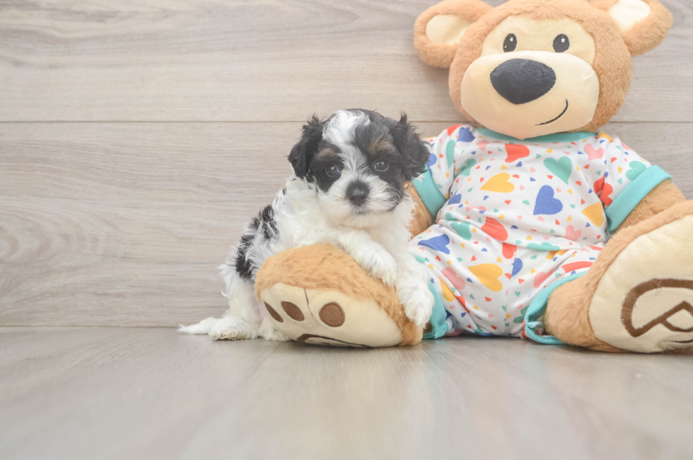 7 week old Cavapoo Puppy For Sale - Fairfield Furbabies