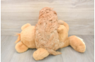 Adorable Cavalier King Charles Spaniel and Poodle Mix Poodle Mix Puppy