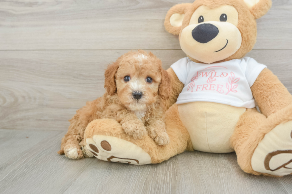 6 week old Cavapoo Puppy For Sale - Fairfield Furbabies
