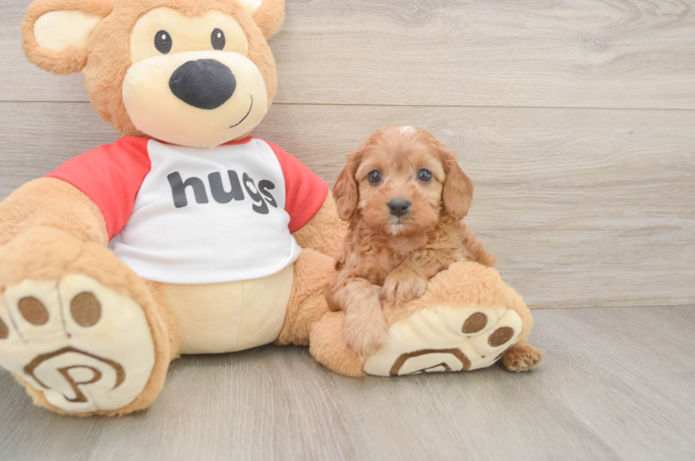 7 week old Cavapoo Puppy For Sale - Fairfield Furbabies