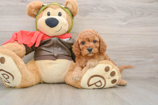 Cavapoo Puppy for Adoption