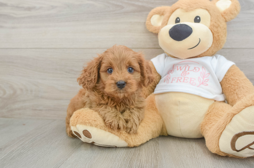 6 week old Cavapoo Puppy For Sale - Fairfield Furbabies