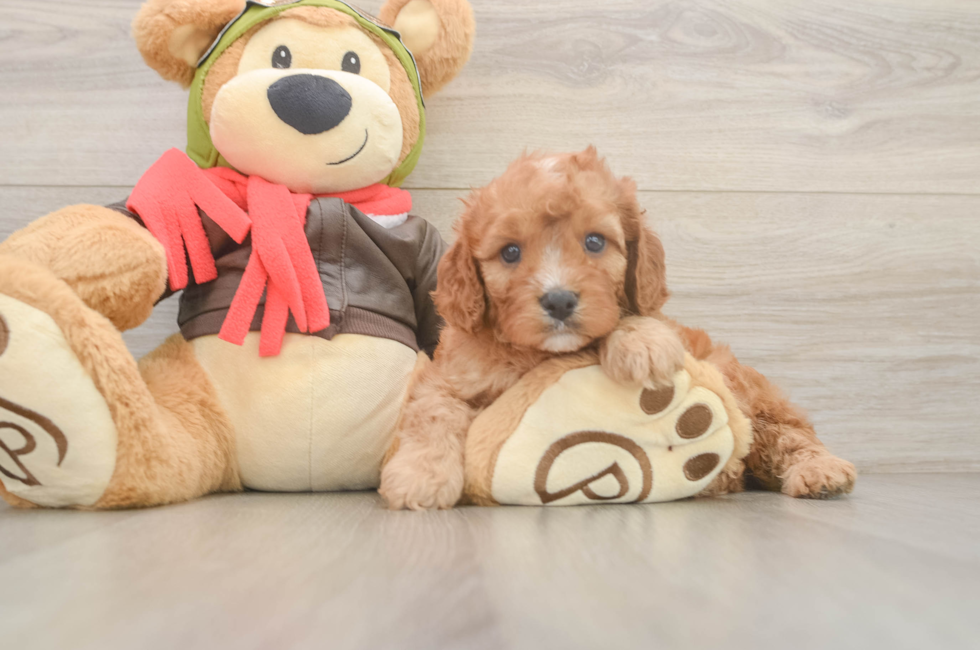 6 week old Cavapoo Puppy For Sale - Fairfield Furbabies