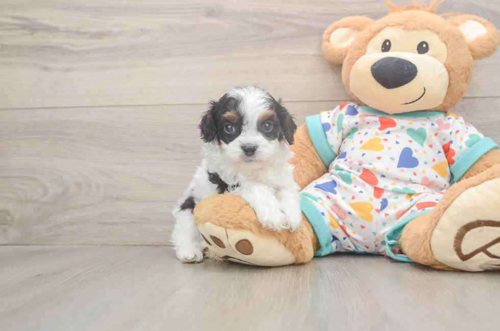 7 week old Cavapoo Puppy For Sale - Fairfield Furbabies