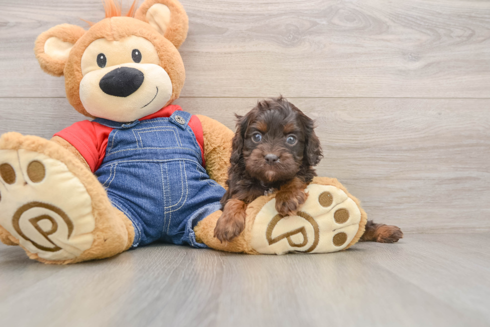 Adorable Cavalier King Charles Spaniel and Poodle Mix Poodle Mix Puppy