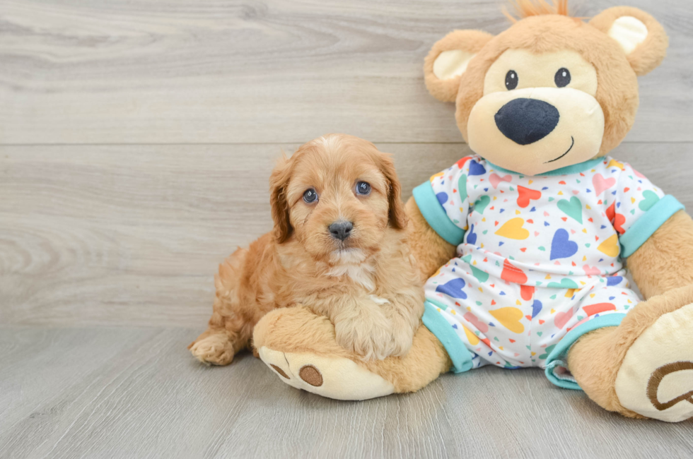 7 week old Cavapoo Puppy For Sale - Fairfield Furbabies