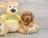 8 week old Cavapoo Puppy For Sale - Fairfield Furbabies