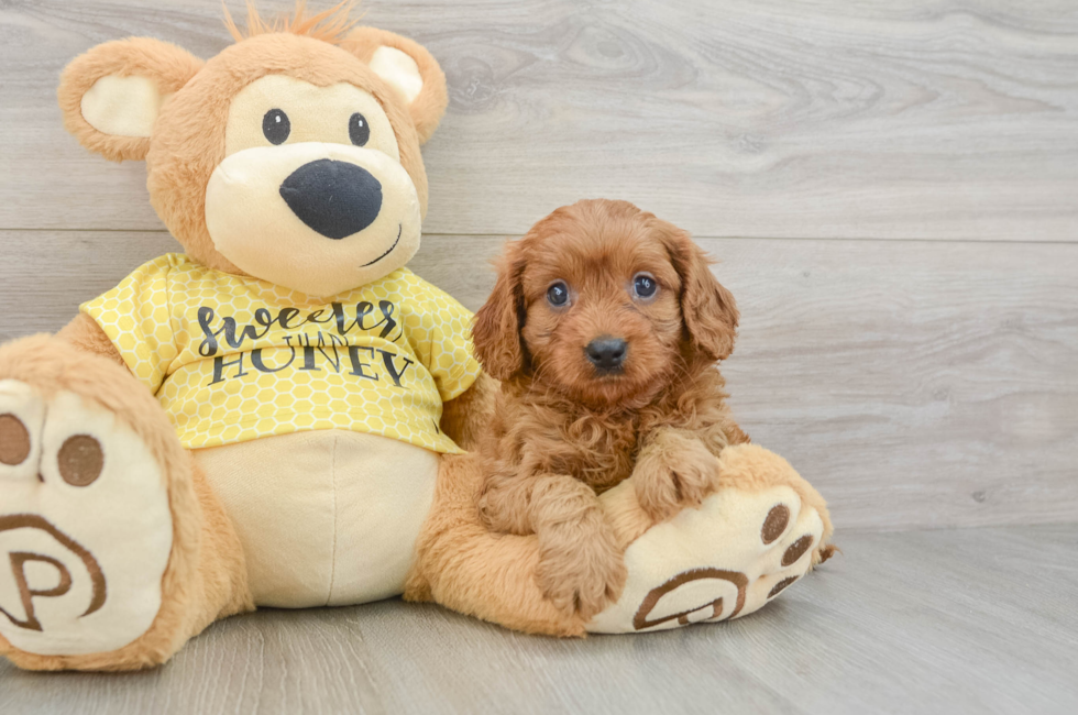 8 week old Cavapoo Puppy For Sale - Fairfield Furbabies