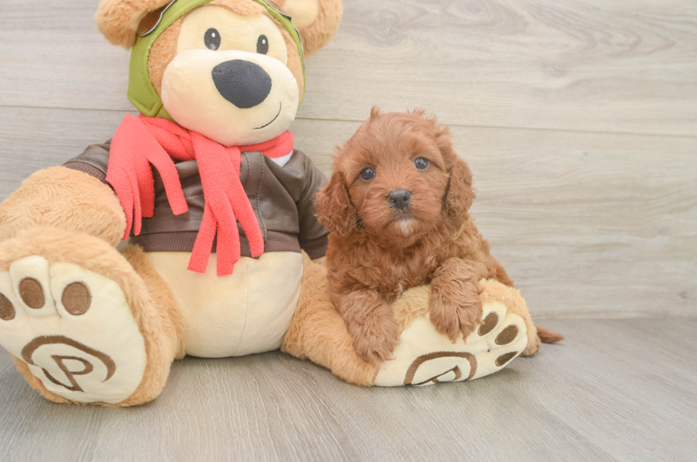 6 week old Cavapoo Puppy For Sale - Fairfield Furbabies