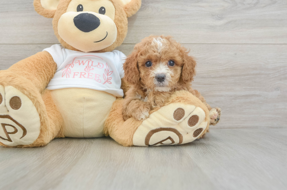 6 week old Cavapoo Puppy For Sale - Fairfield Furbabies