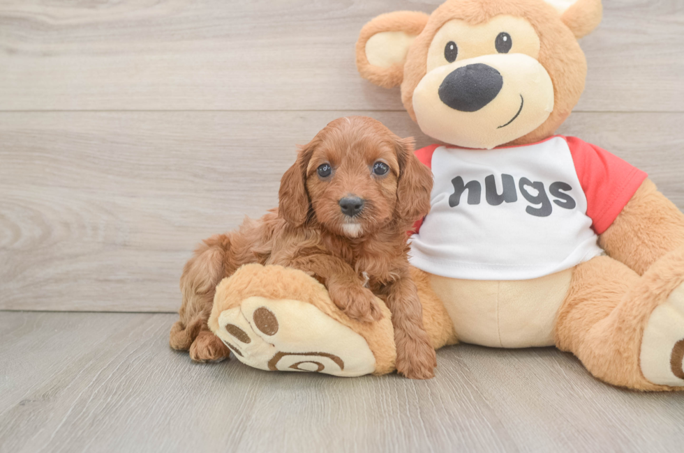 7 week old Cavapoo Puppy For Sale - Fairfield Furbabies