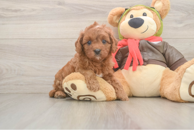 Cavapoo Pup Being Cute