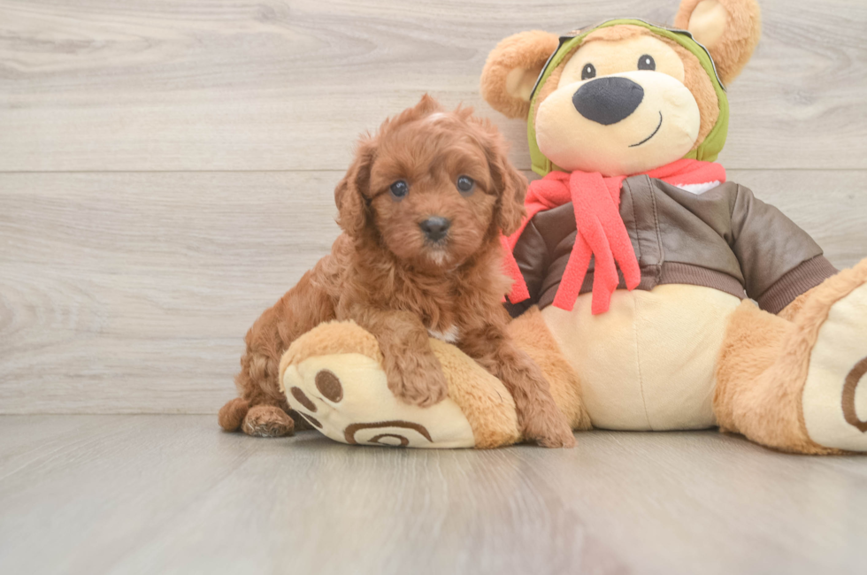 6 week old Cavapoo Puppy For Sale - Fairfield Furbabies