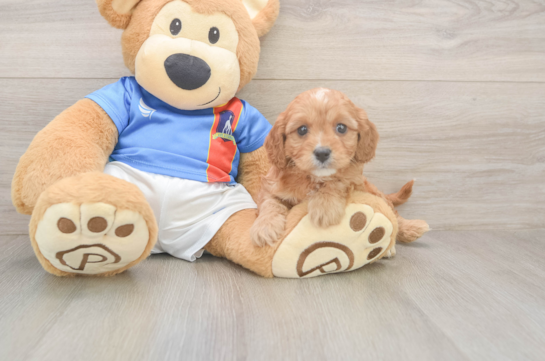 Best Cavapoo Baby