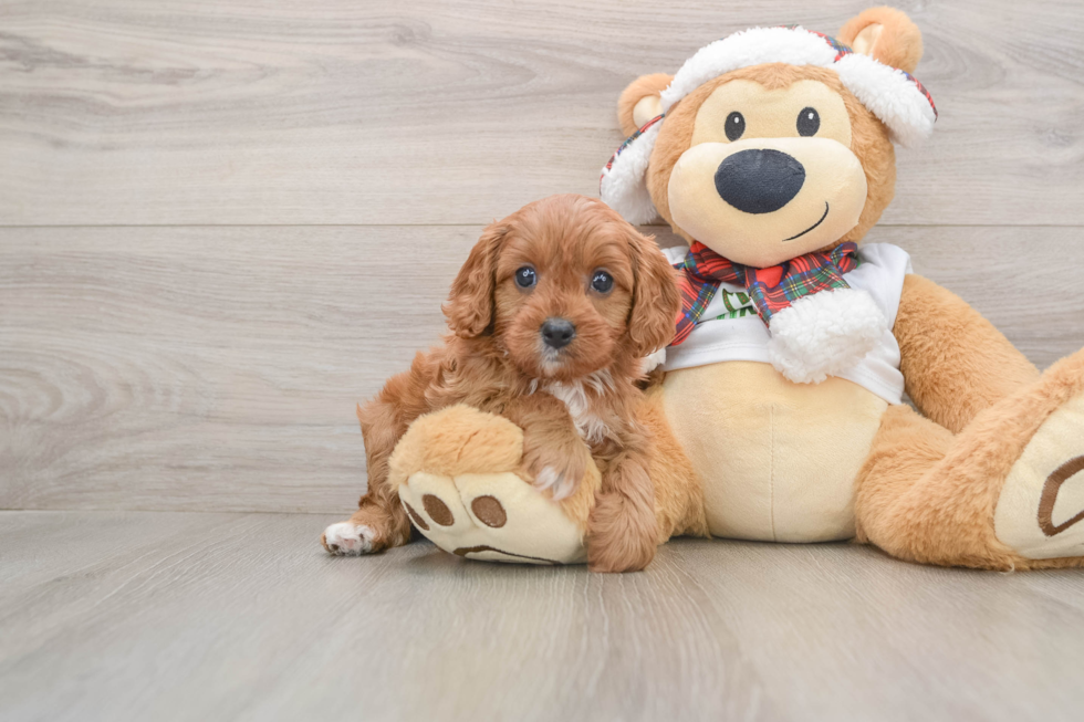 Cavapoo Pup Being Cute