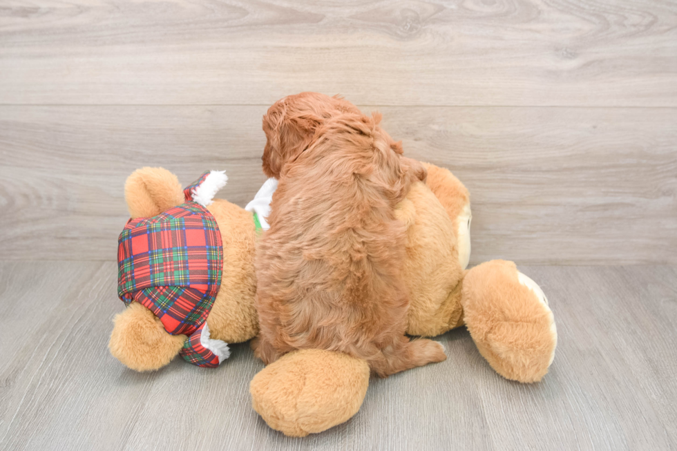 Cavapoo Pup Being Cute