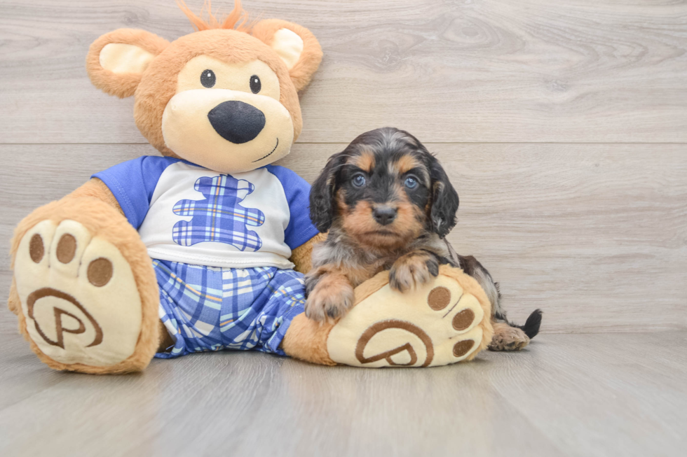 Cavapoo Puppy for Adoption