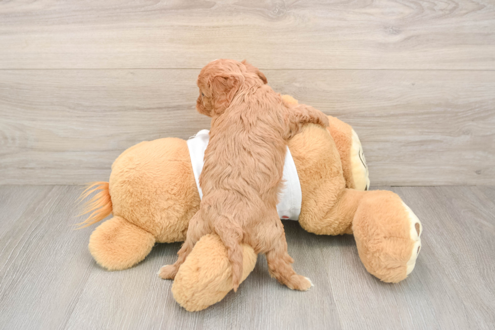 Hypoallergenic Cavadoodle Poodle Mix Puppy
