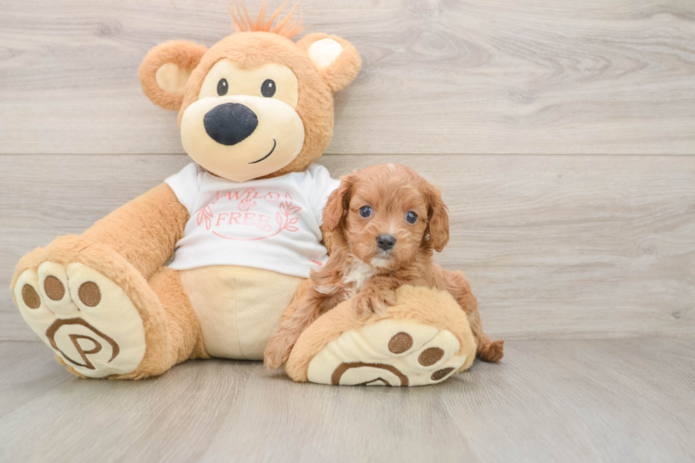 Small Cavapoo Baby