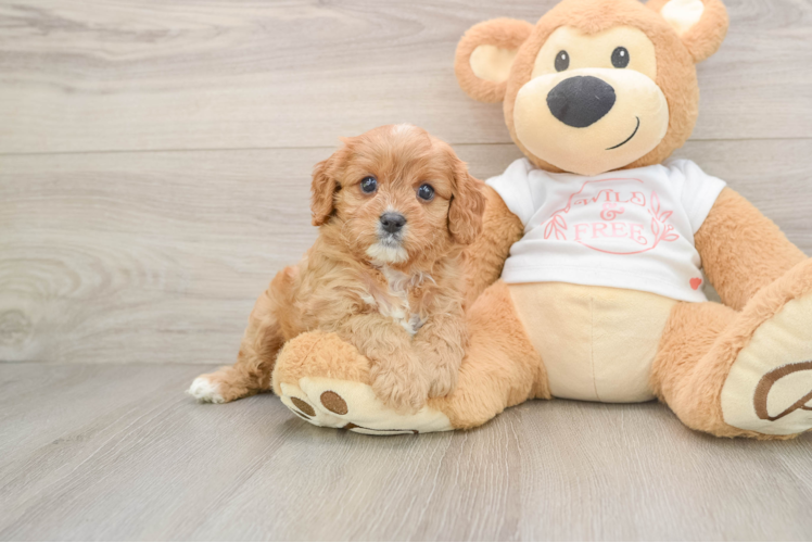 Hypoallergenic Cavadoodle Poodle Mix Puppy