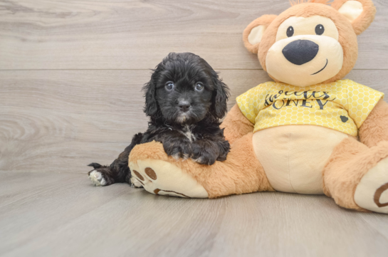 FLORA, a Cavapoo littermate