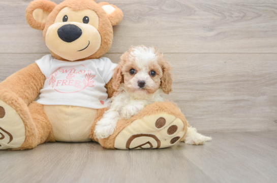FLORA, a Cavapoo littermate