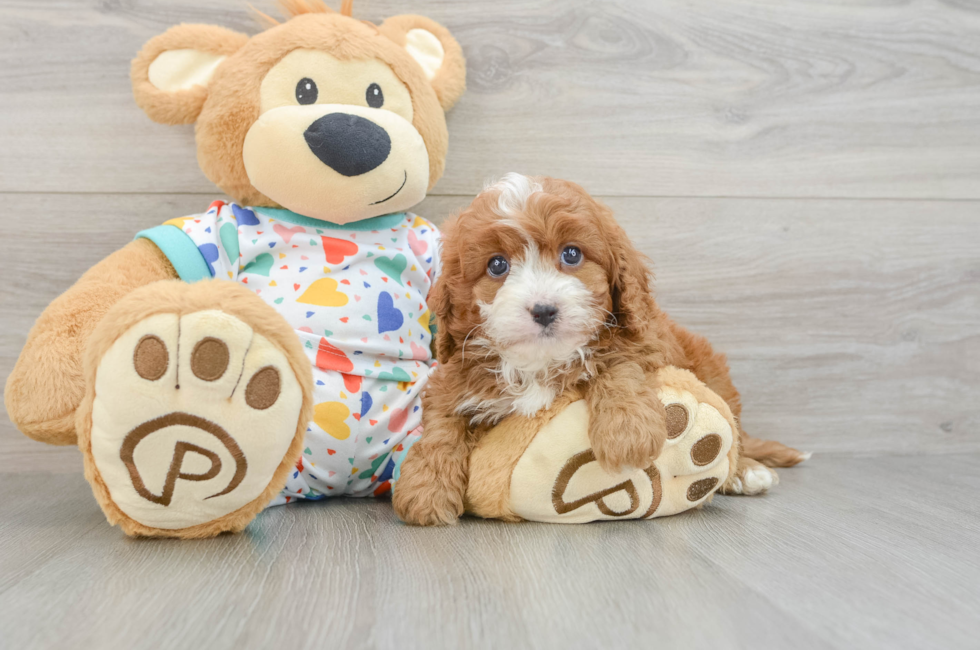7 week old Cavapoo Puppy For Sale - Fairfield Furbabies