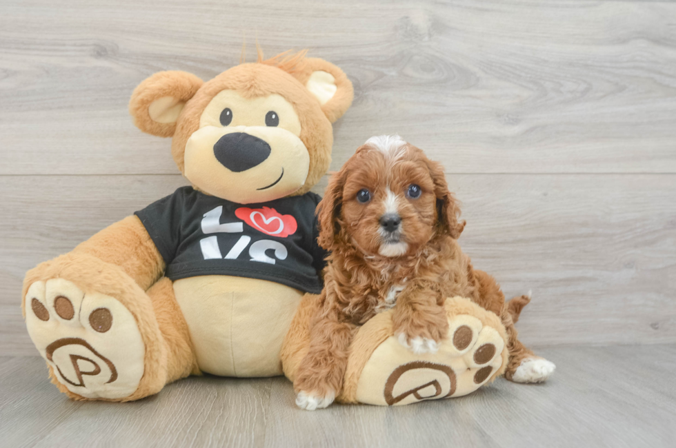 7 week old Cavapoo Puppy For Sale - Fairfield Furbabies