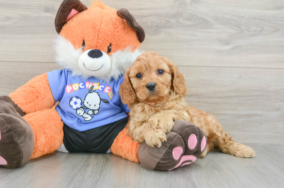 7 week old Cavapoo Puppy For Sale - Fairfield Furbabies