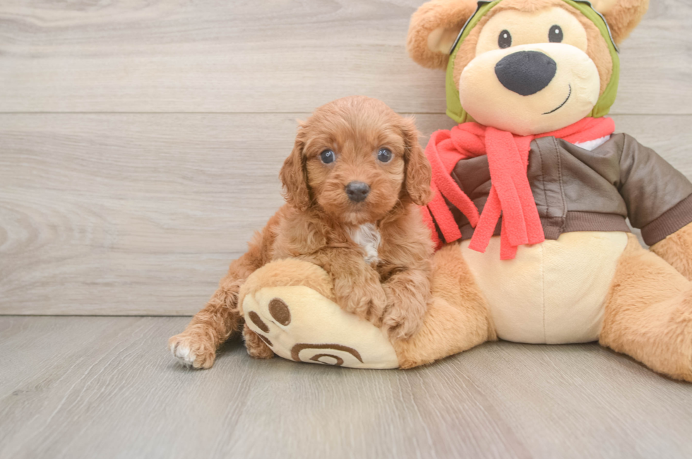 6 week old Cavapoo Puppy For Sale - Fairfield Furbabies
