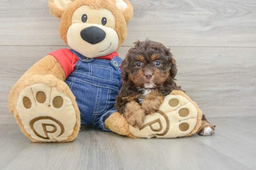 6 week old Cavapoo Puppy For Sale - Fairfield Furbabies