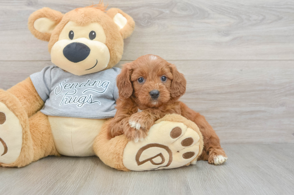 6 week old Cavapoo Puppy For Sale - Fairfield Furbabies