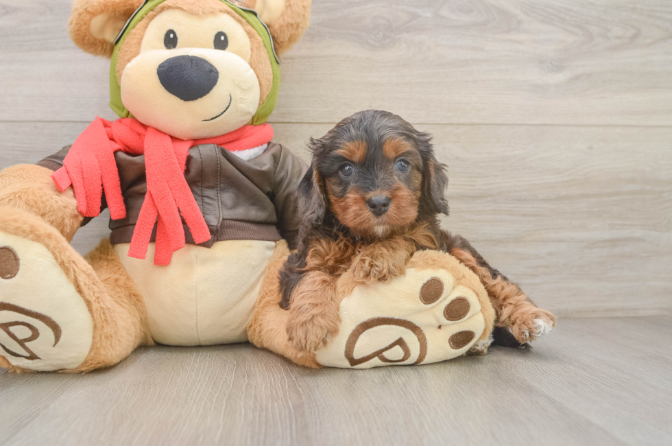 6 week old Cavapoo Puppy For Sale - Fairfield Furbabies
