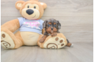Best Cavapoo Baby