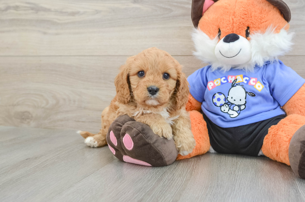 7 week old Cavapoo Puppy For Sale - Fairfield Furbabies